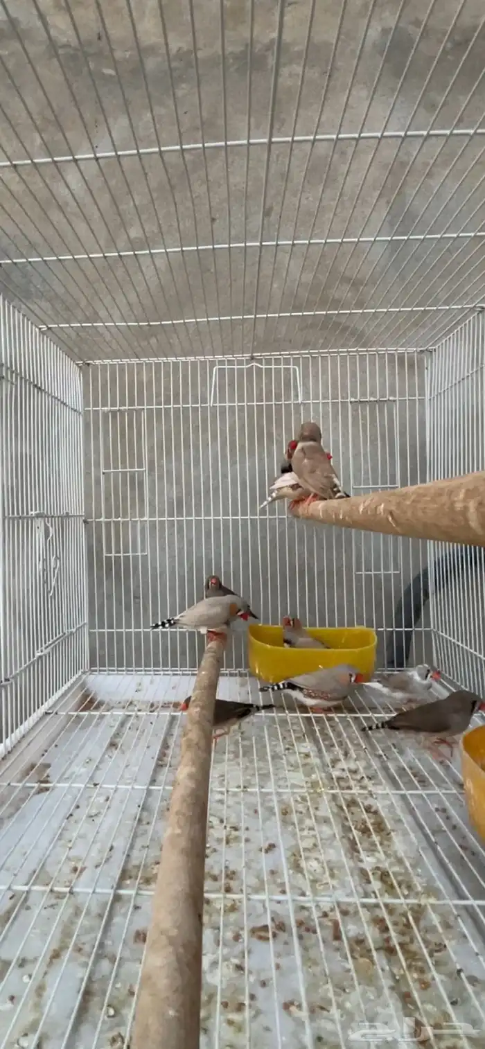 ماشاءالله 6 أجواز زيبرا حجم وسط 1