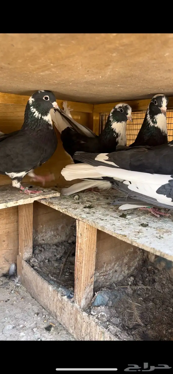 حمام قطيفي للبيع(تم البيع ) 4