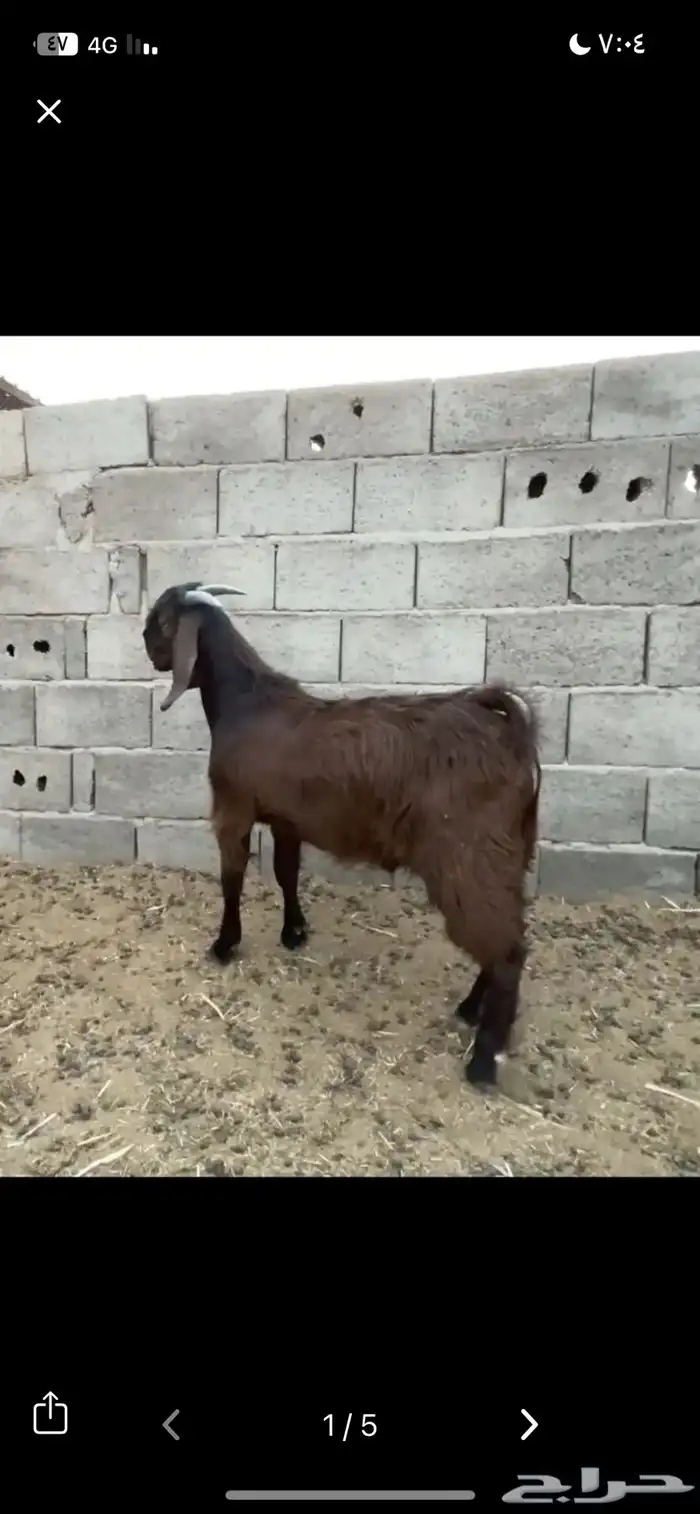 تيس قبرصي بيور ادبس فاخر منتج 4