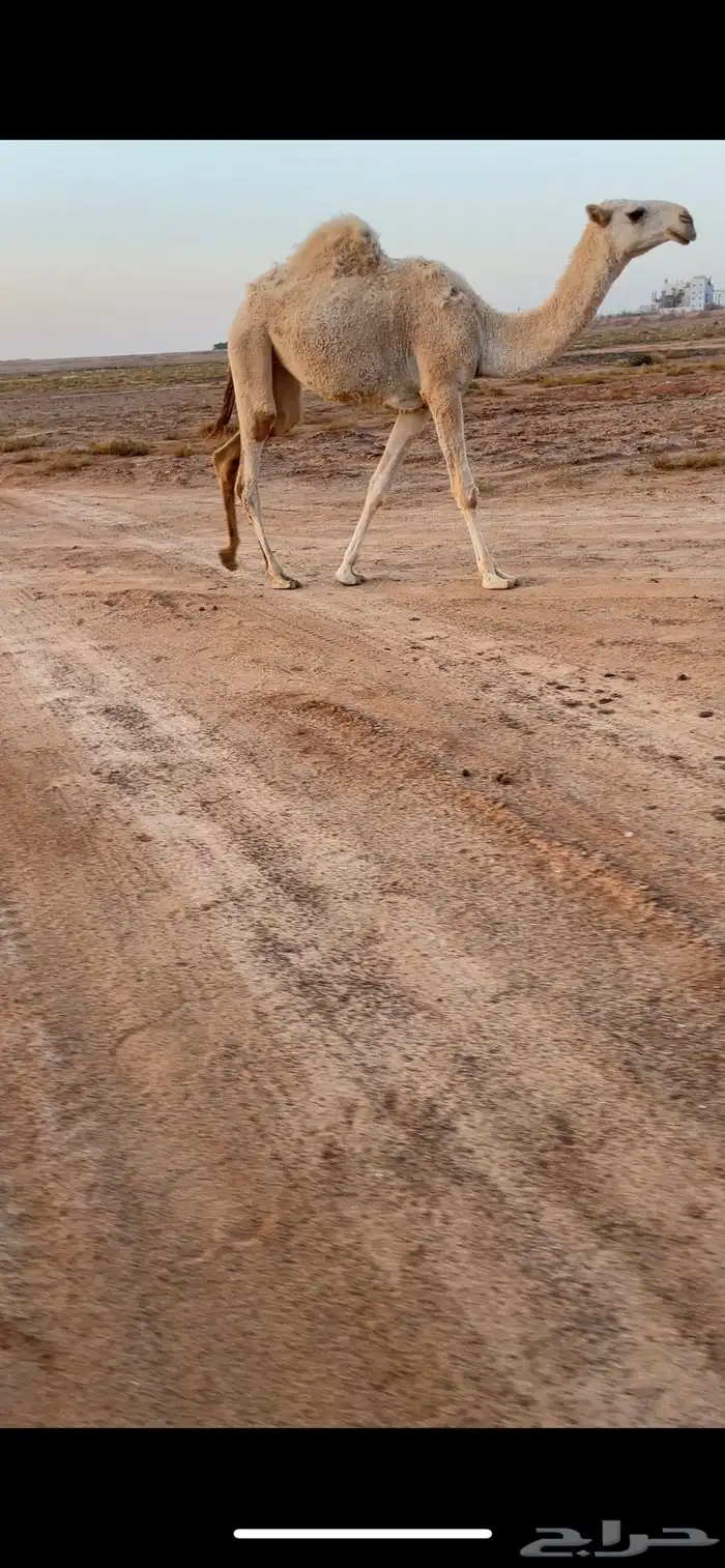 بكره بنت لقحه كفوو 0