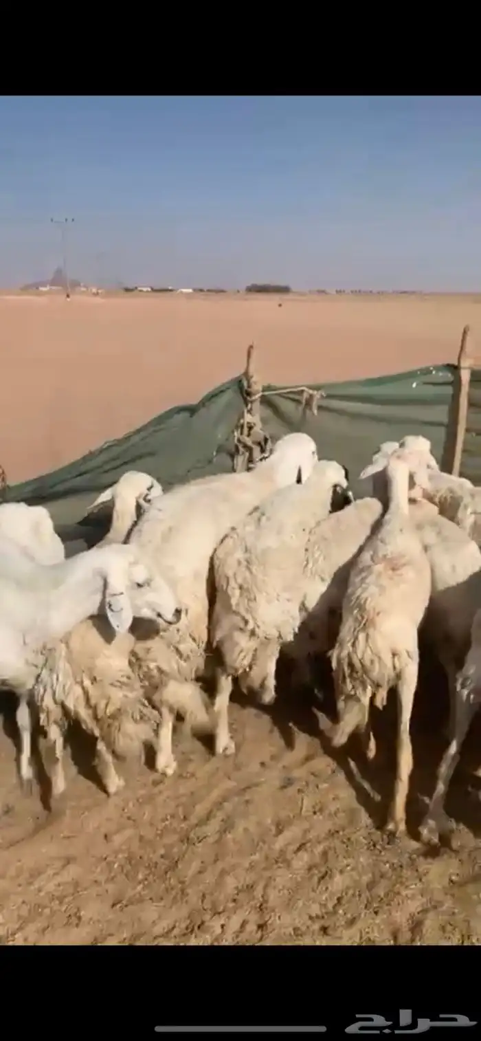 لبيع غنم حريات العدد 12 ب الفحل 3