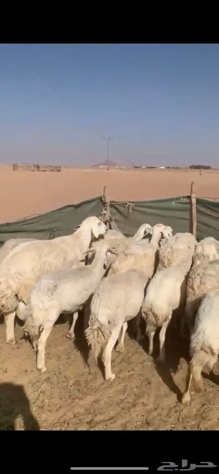 لبيع غنم حريات العدد 12 ب الفحل 0