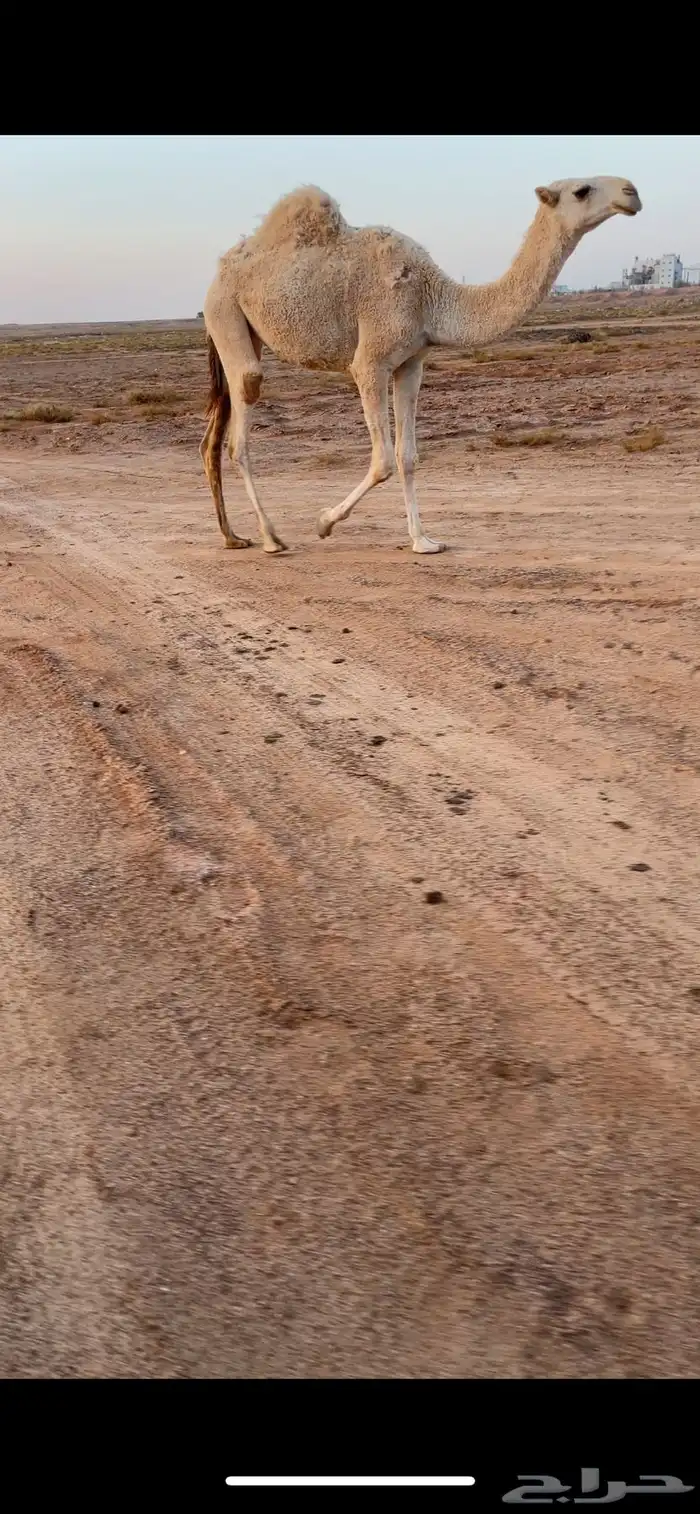 بكره بنت لقحه كفوو 1