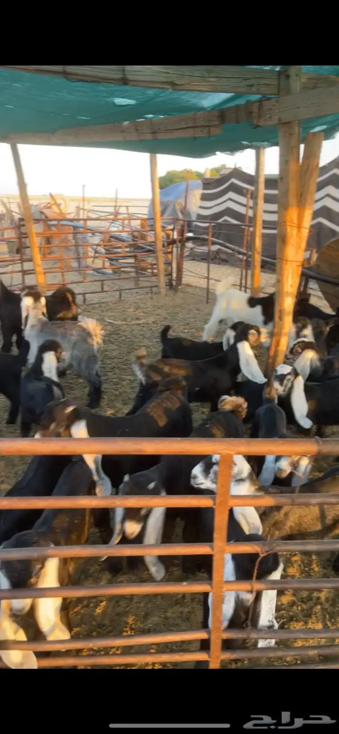 معزا عوارض مواليد رغايث بفحلها 26