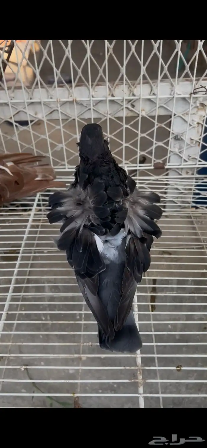 حمام كشكشي مميز للبيع في جدة 13