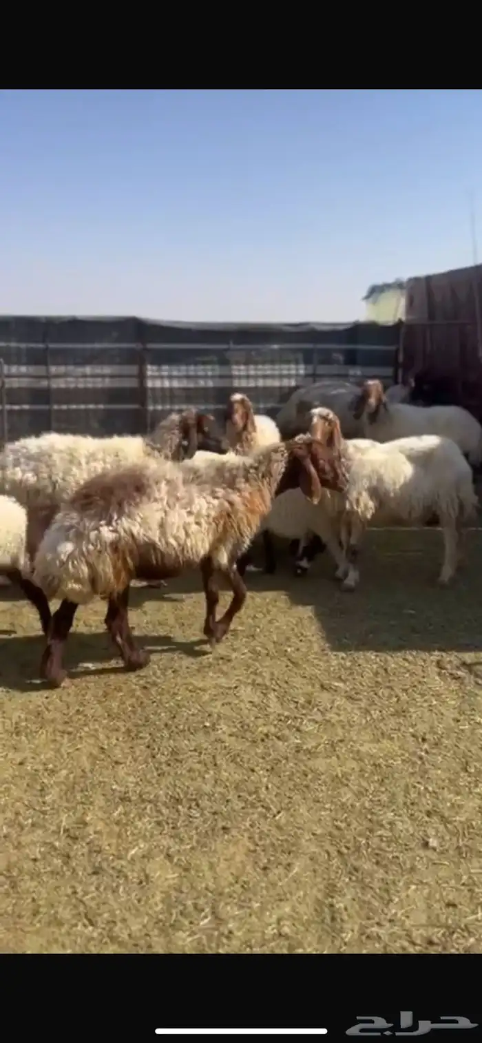 غنم نعيم مراح 8