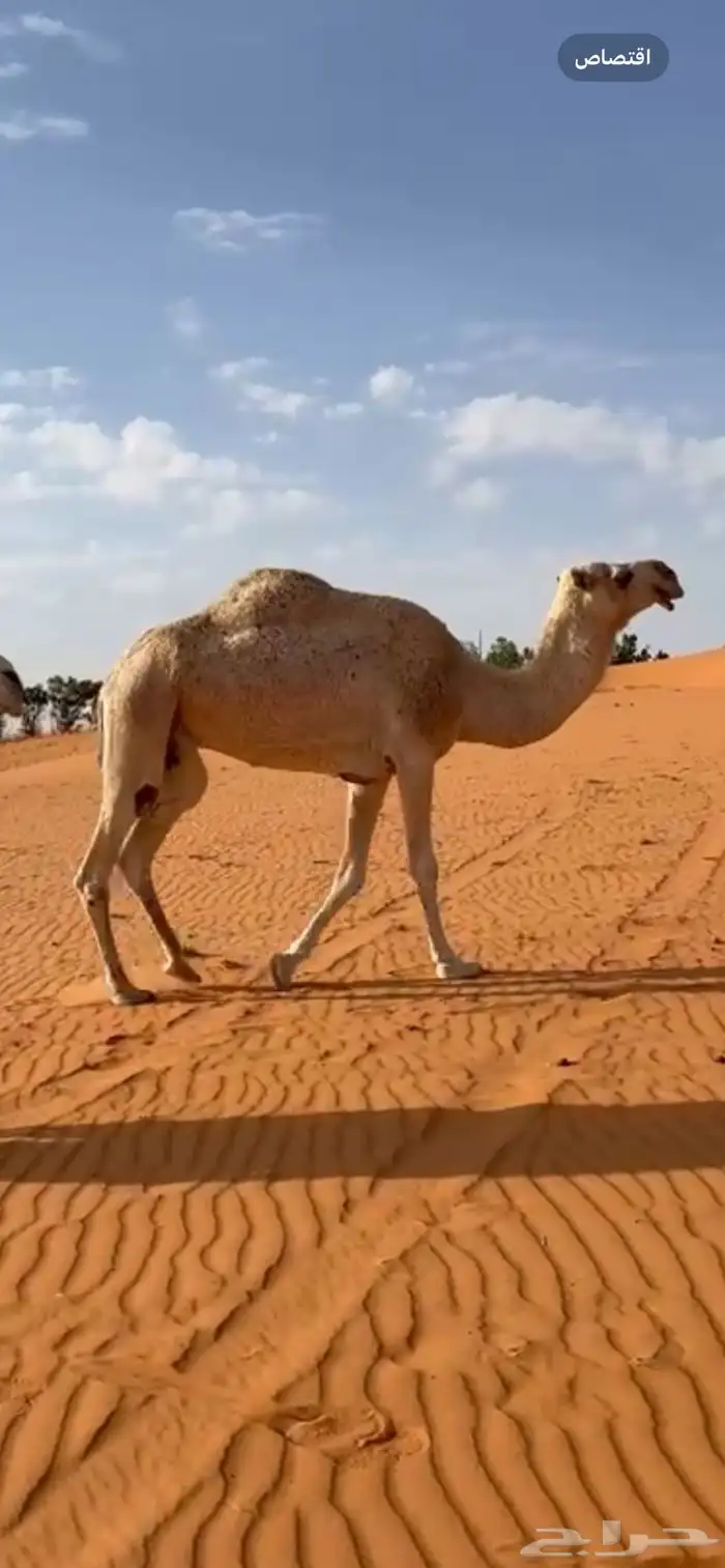 ضرايب للبيع 2