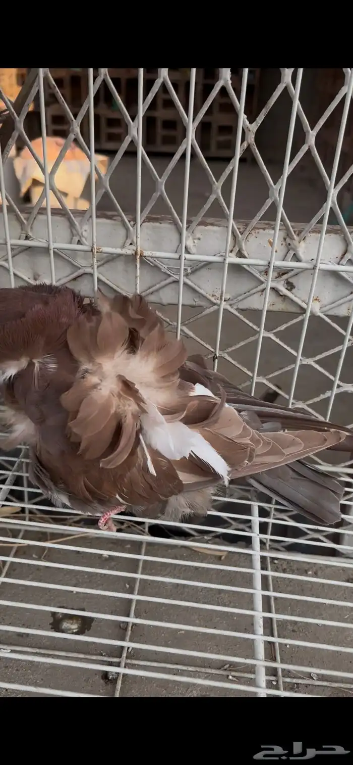 حمام كشكشي مميز للبيع في جدة 15