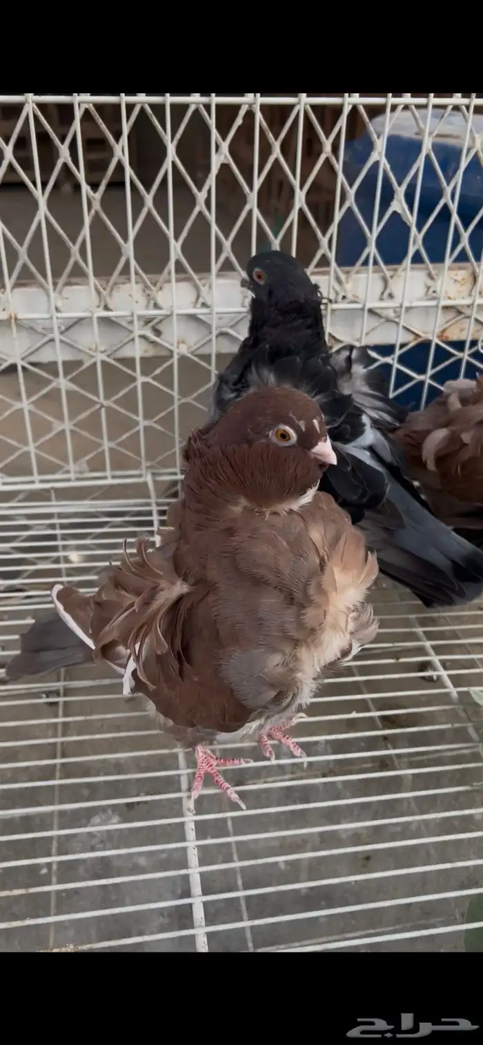 حمام كشكشي مميز للبيع في جدة 16