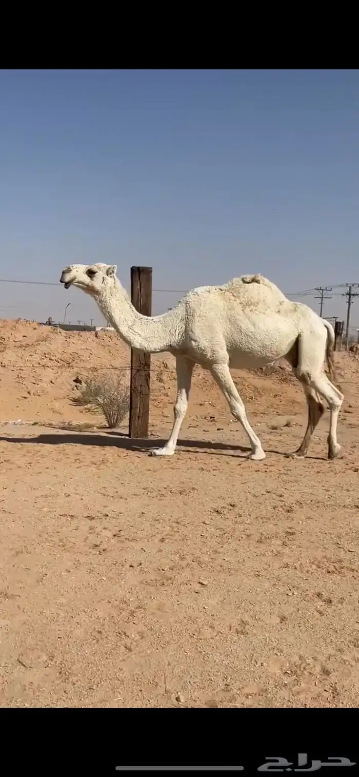 لقحه لها 3 شهور 2