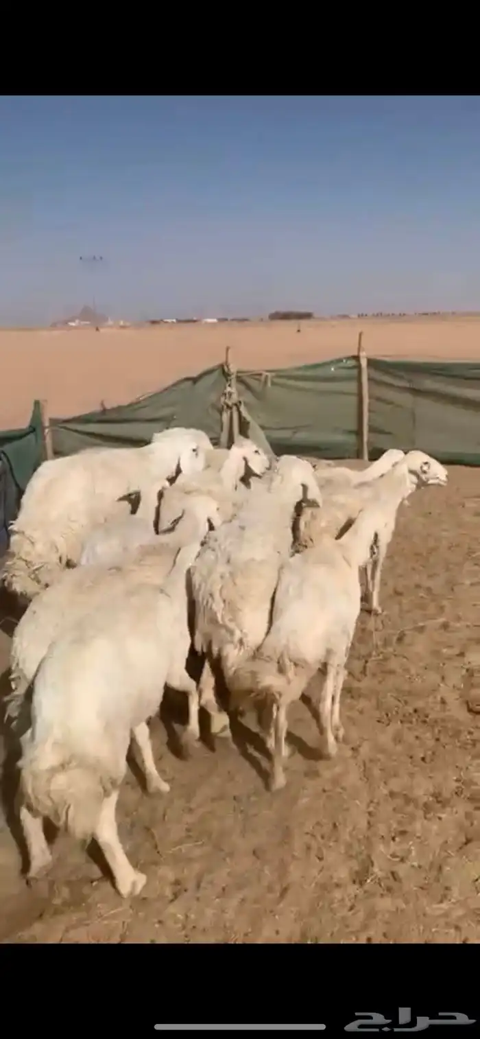 لبيع غنم حريات العدد 12 ب الفحل 4