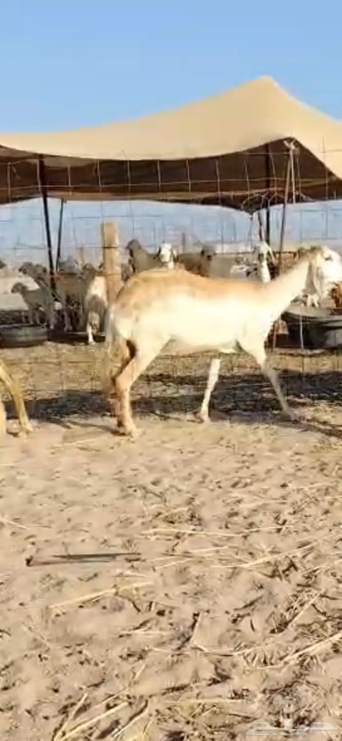 للبيع غنم سواكنيات دفيع( تم البيع 0