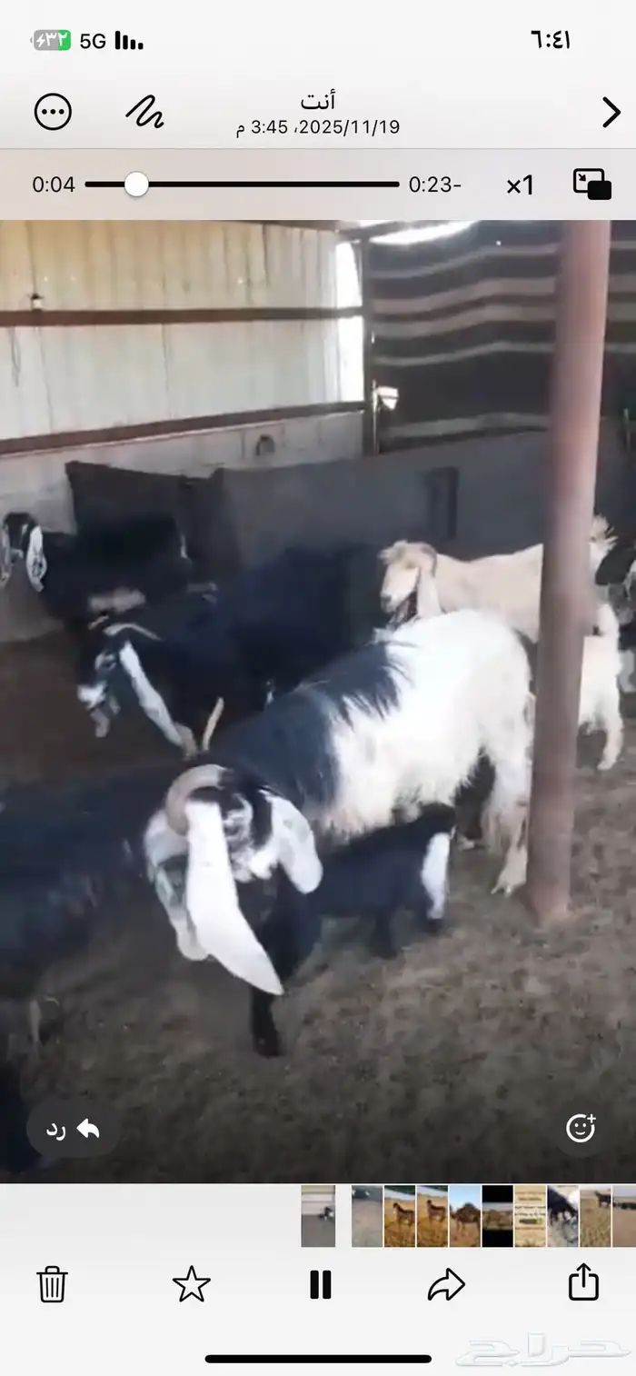 6 معزاء عوارض يتبعه 9 المعزا أعماره بين سديس وبي رباع 0