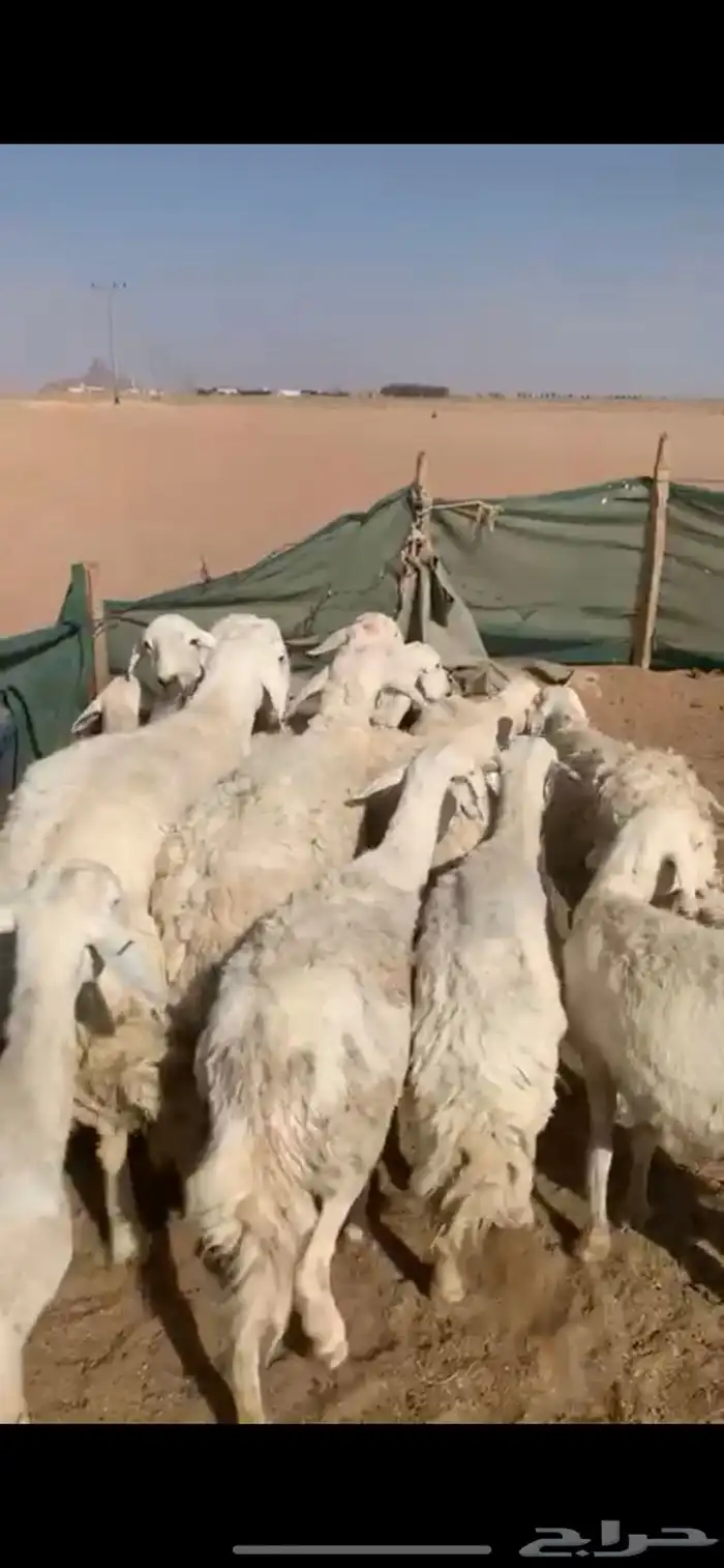 لبيع غنم حريات العدد 12 ب الفحل 6