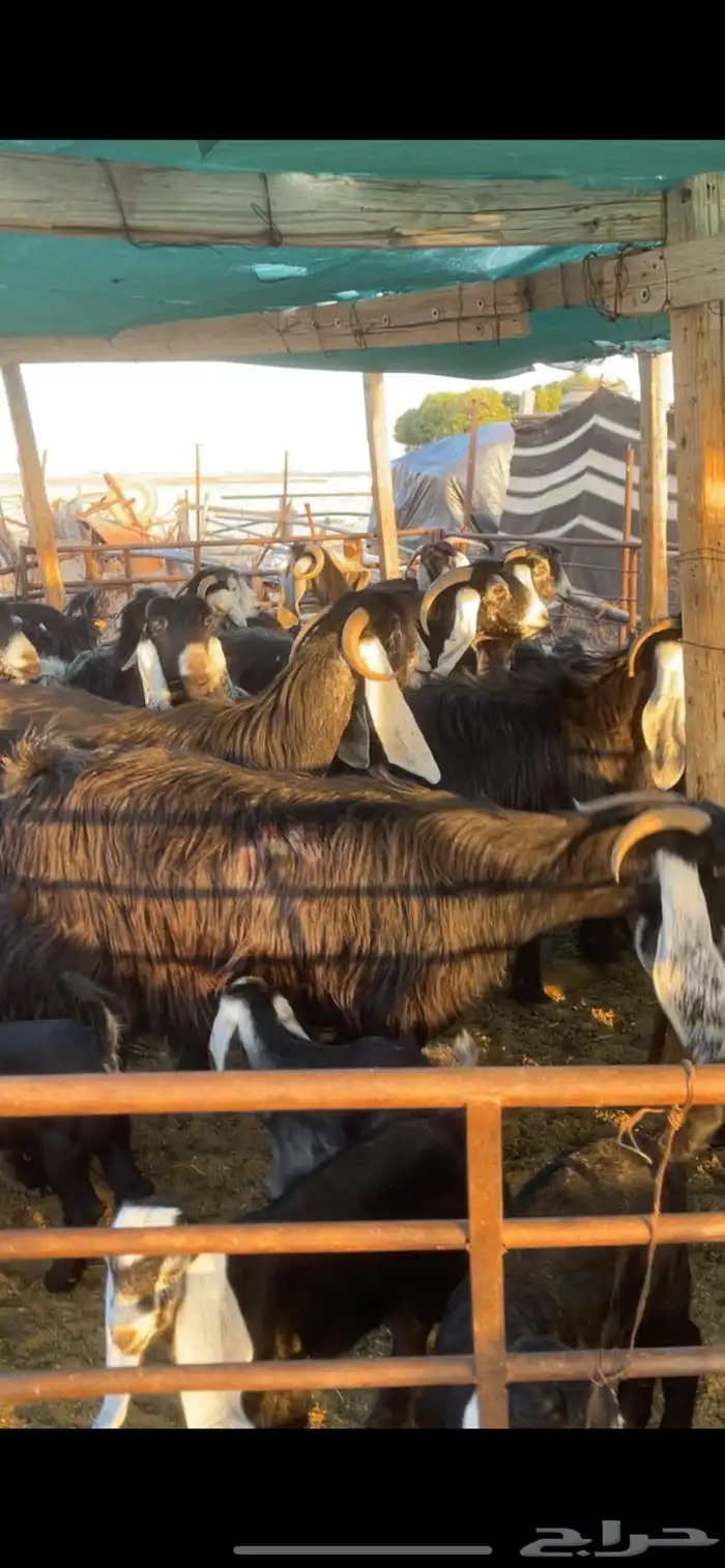 معزا عوارض مواليد رغايث بفحلها 2