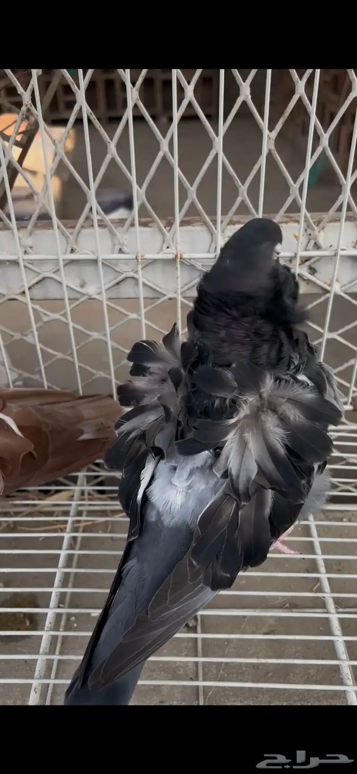 حمام كشكشي مميز للبيع في جدة 2