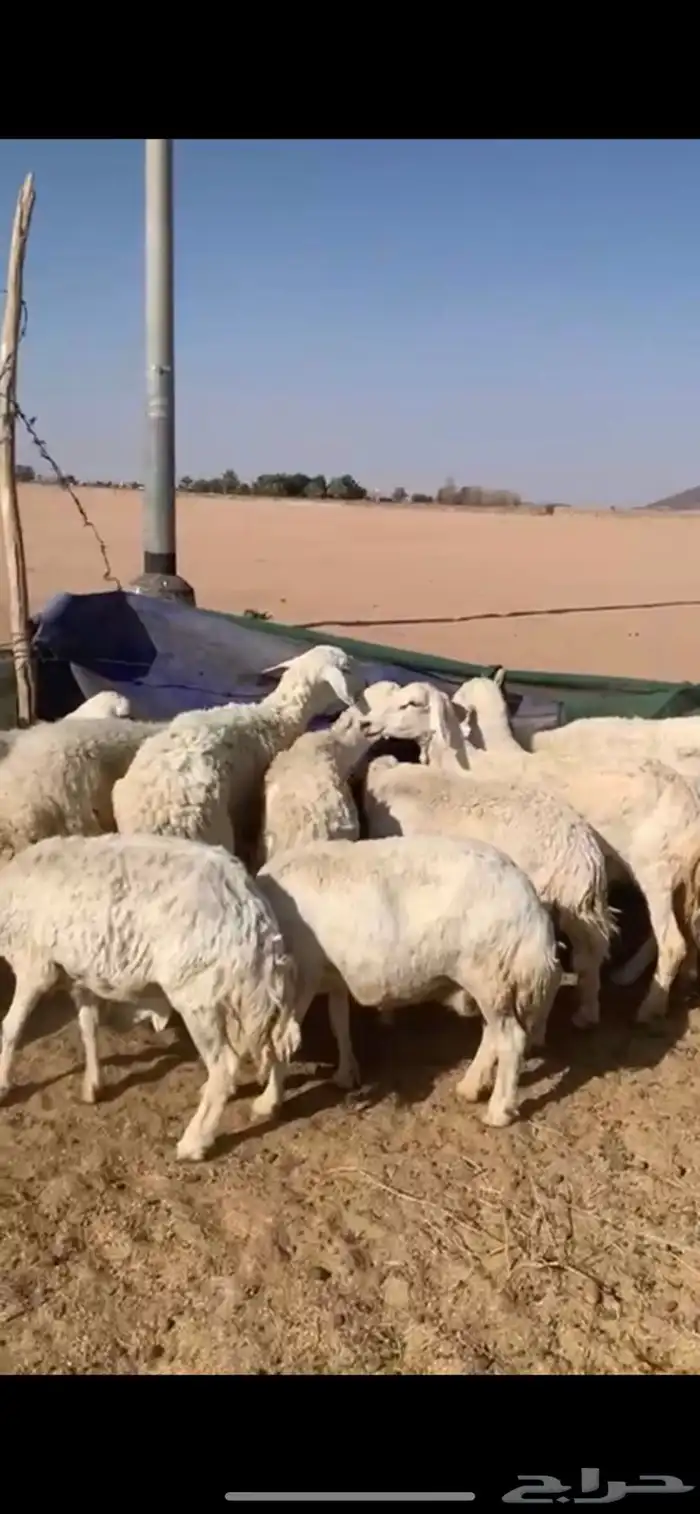 لبيع غنم حريات العدد 12 ب الفحل 7