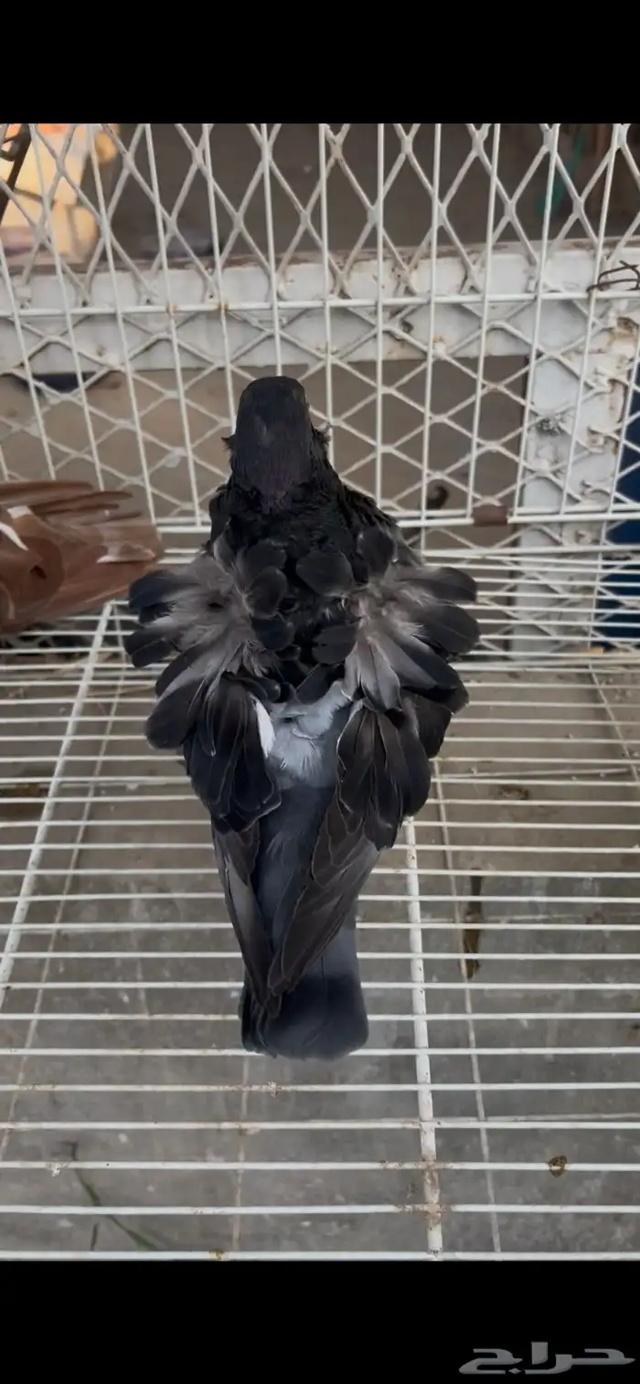 حمام كشكشي مميز للبيع في جدة 1