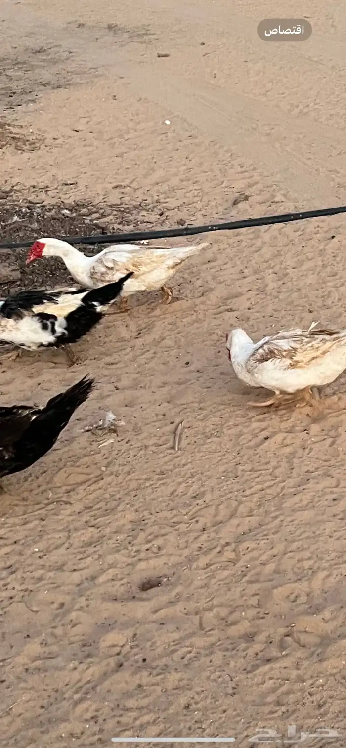 فروخ بط مصري 2