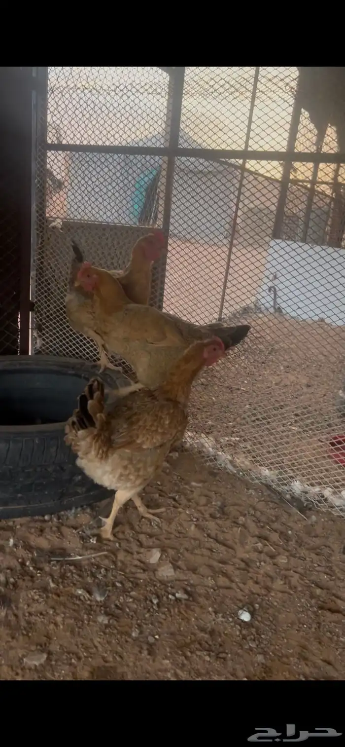 دجاج تركي 1