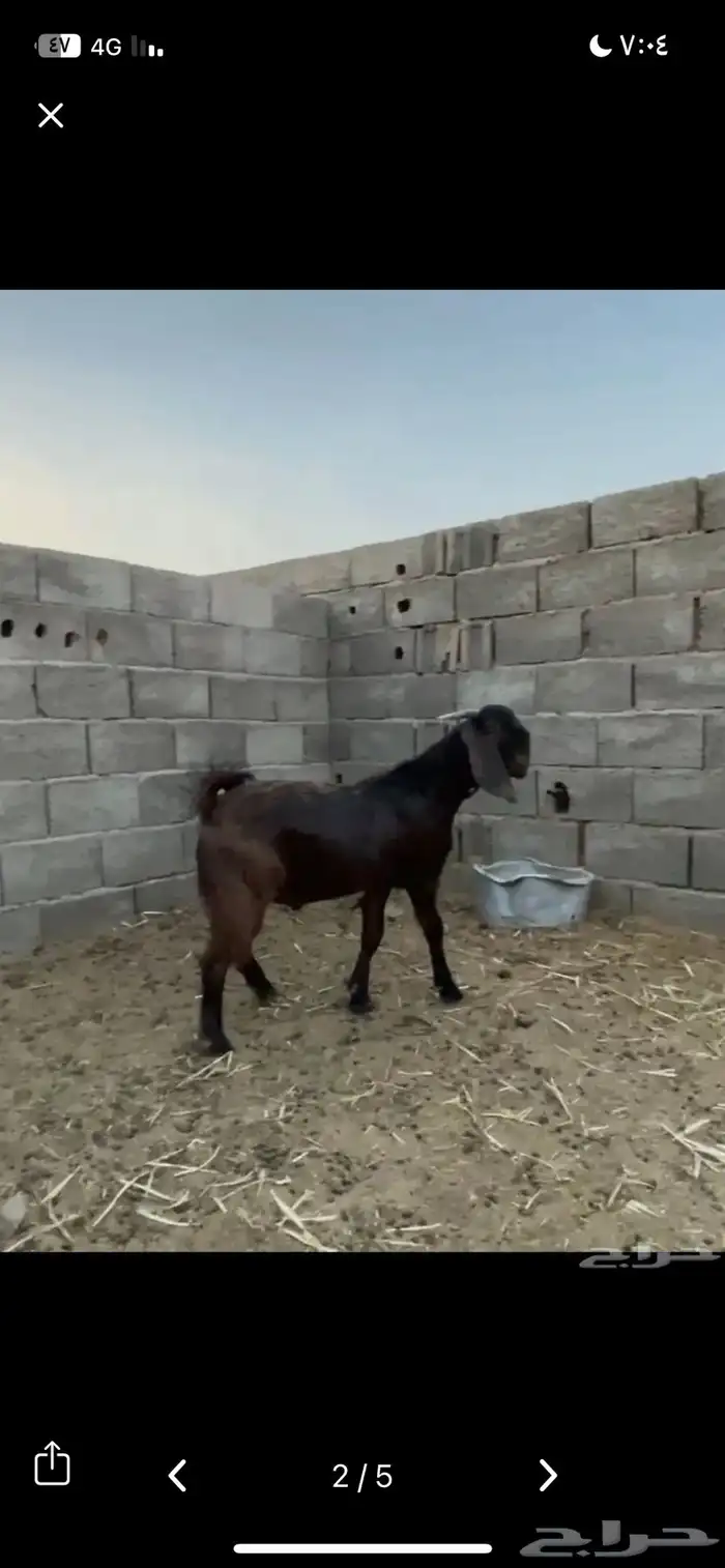 تيس قبرصي بيور ادبس فاخر منتج 5