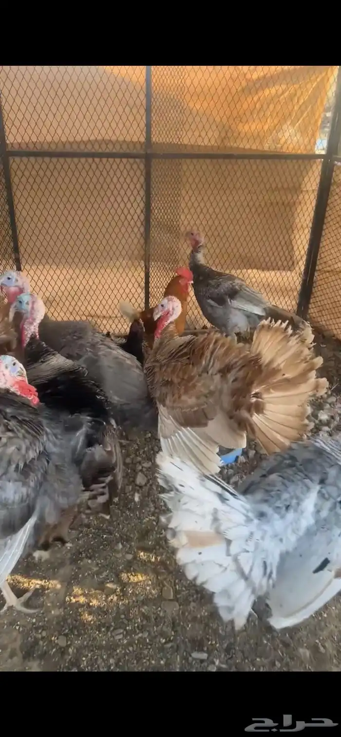 للبيع ديوك رومي و كوشن و وز عراقي 5