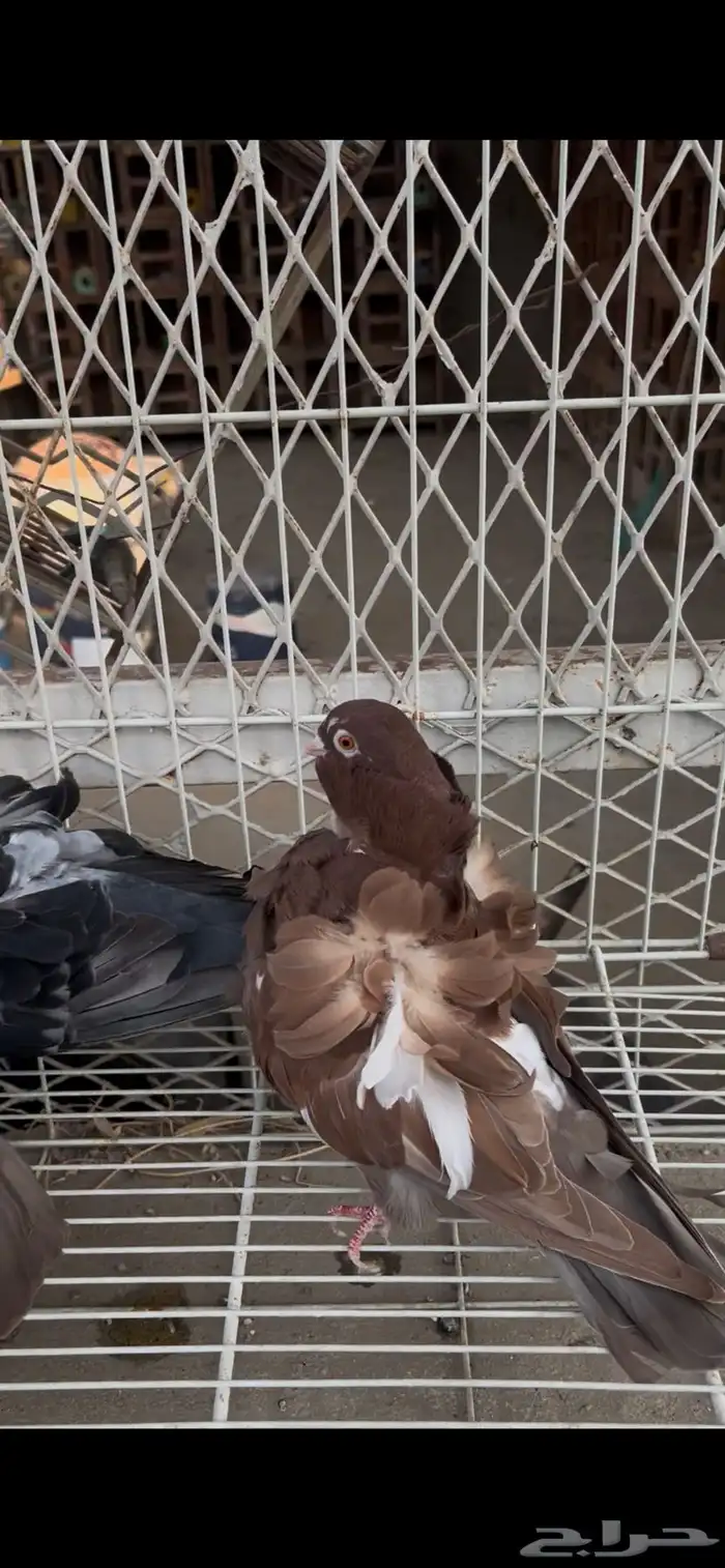 حمام كشكشي مميز للبيع في جدة 9