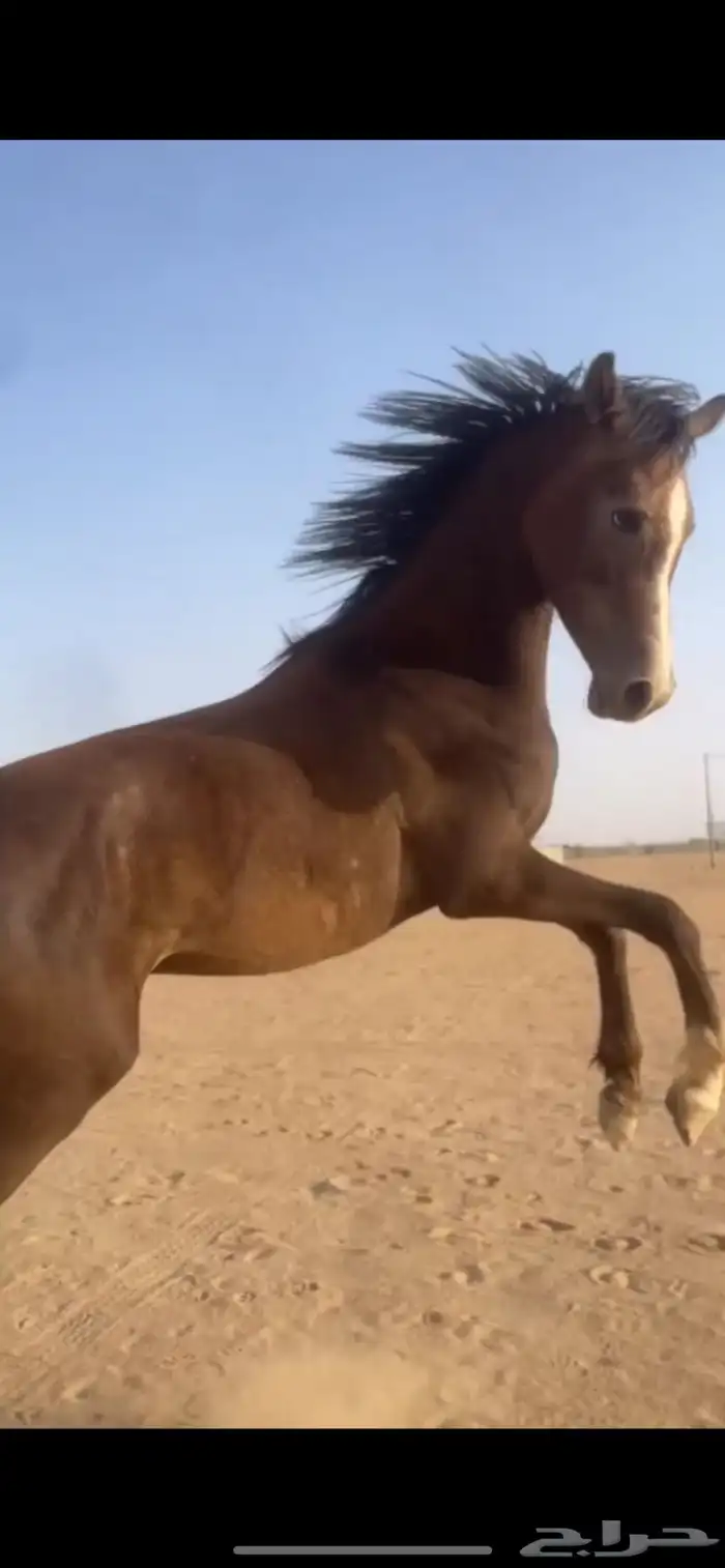 مهر كفو من يبغا السبوق لا يفوته ذا المهر المهر جبر 3