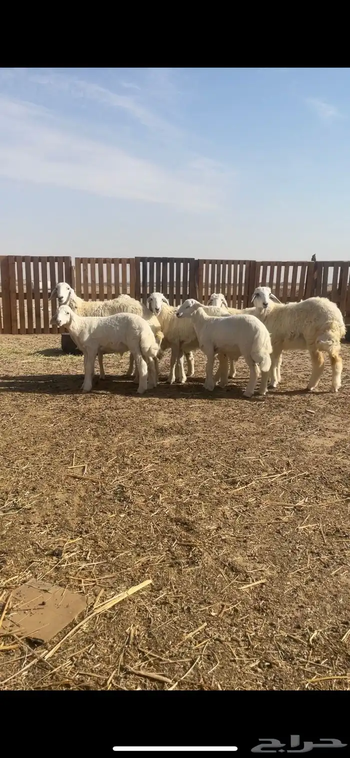 ابو علاء لجميع انواع الذبايح ذبح مع التوصيل 0