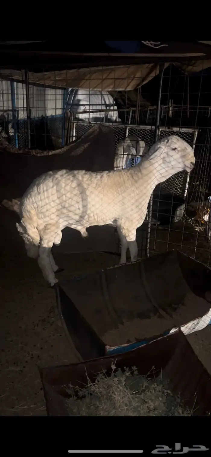 مشروع فحل صنف فاخر 3