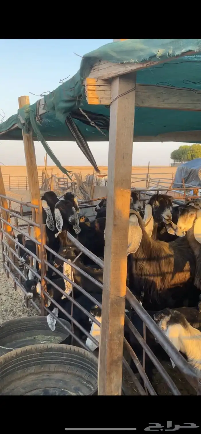 معزا عوارض مواليد رغايث بفحلها 7