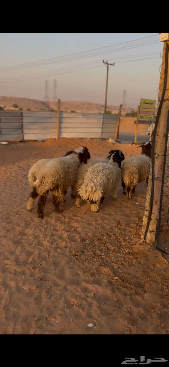 طليان نعيم 0