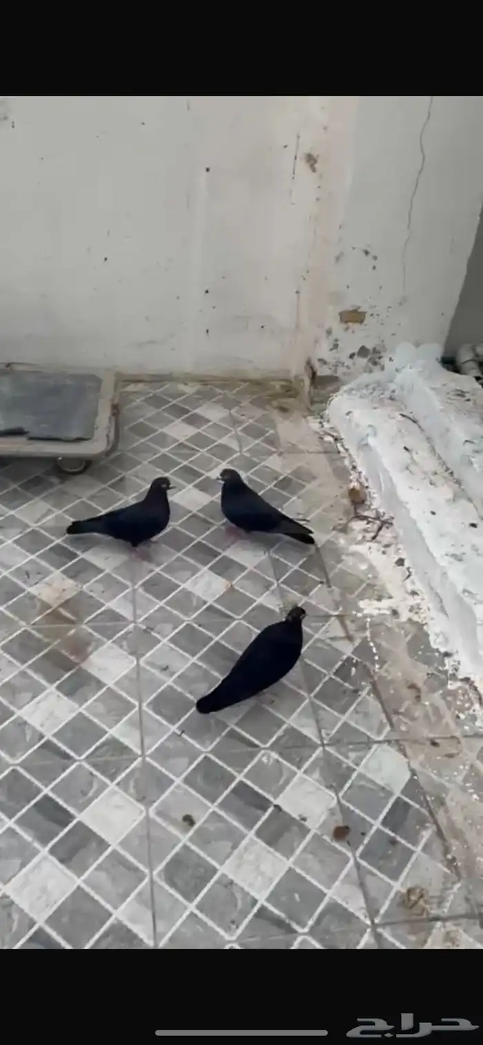 حمام قلاليب مع صنعاويات 0