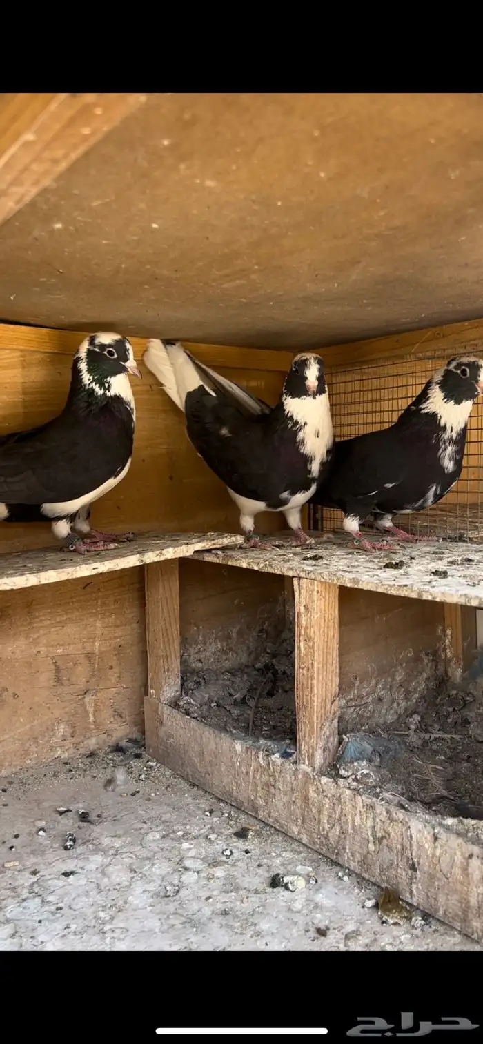 حمام قطيفي للبيع(تم البيع ) 10