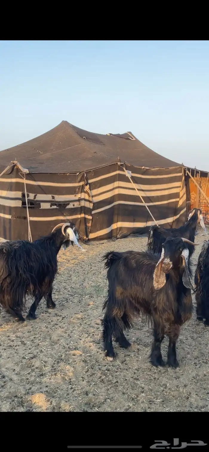 معزا عوارض مواليد رغايث بفحلها 3