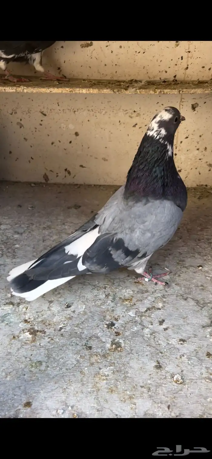 حمام قطيفي للبيع(تم البيع ) 12