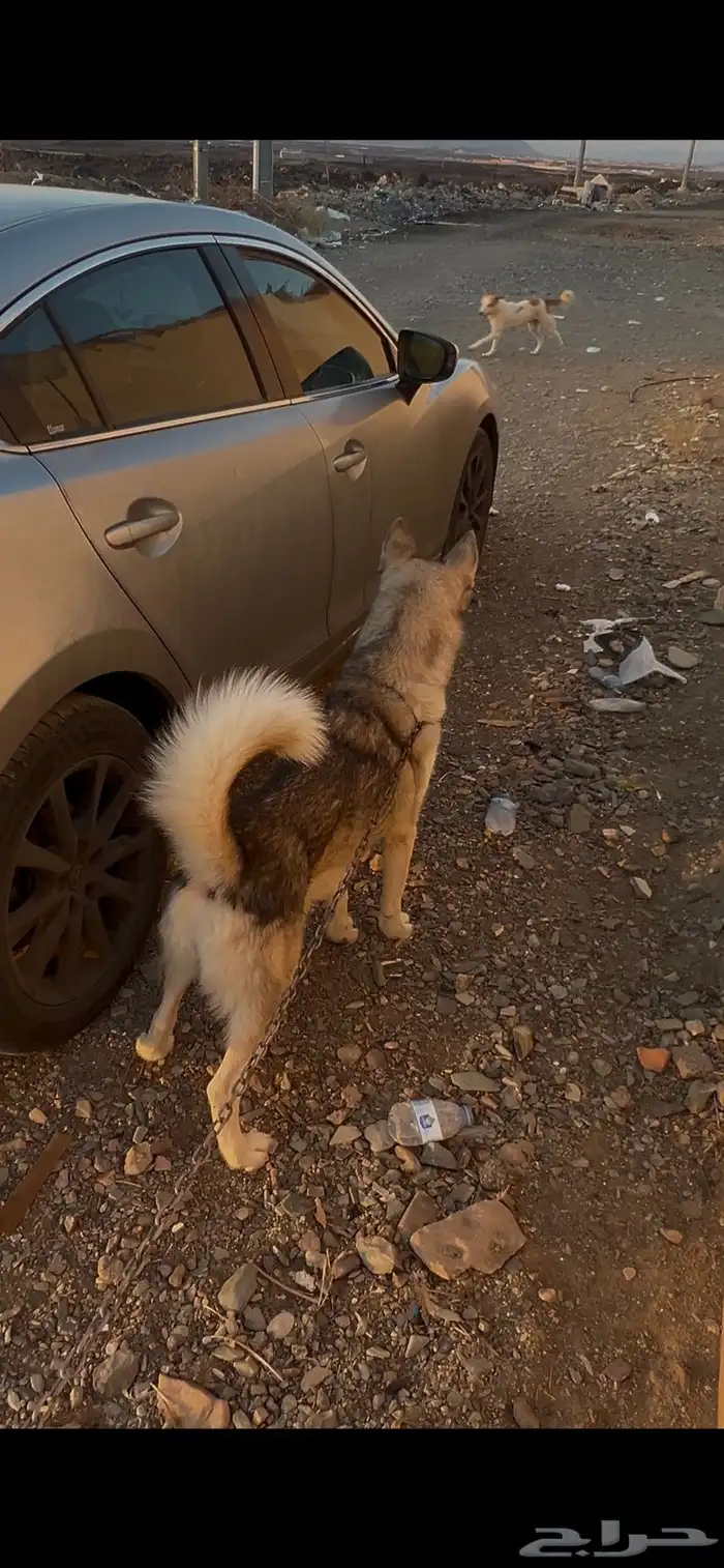 كلب هاسكي حراسه 4