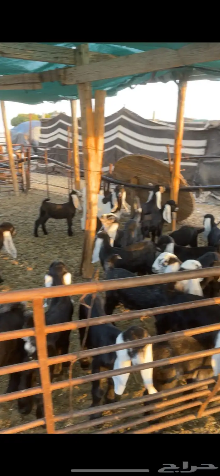 معزا عوارض مواليد رغايث بفحلها 24