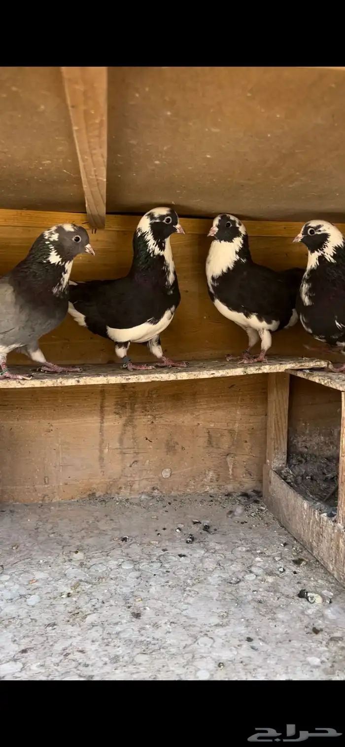 حمام قطيفي للبيع(تم البيع ) 11