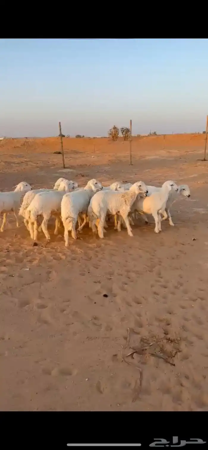 للبيع طليان حريات فاخره 0