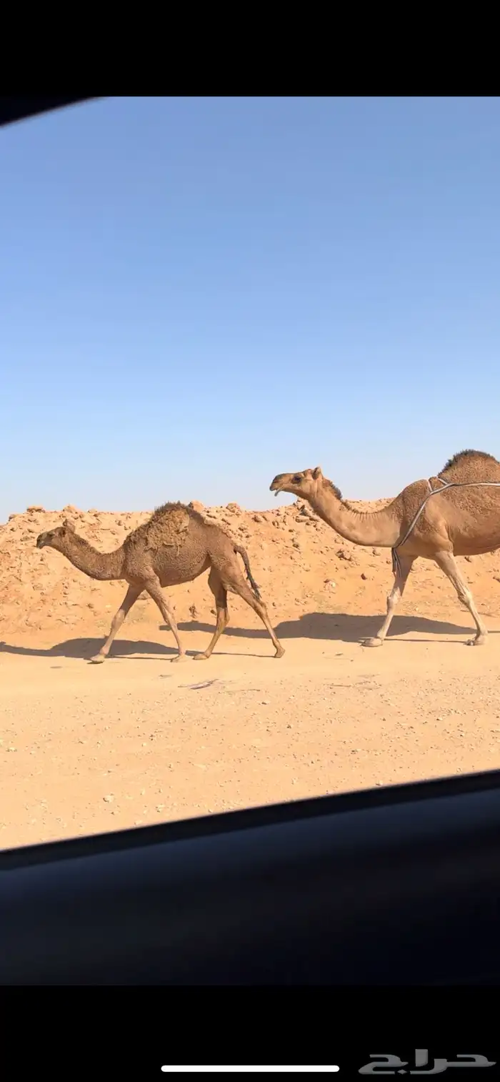 عشرا للبيع 2