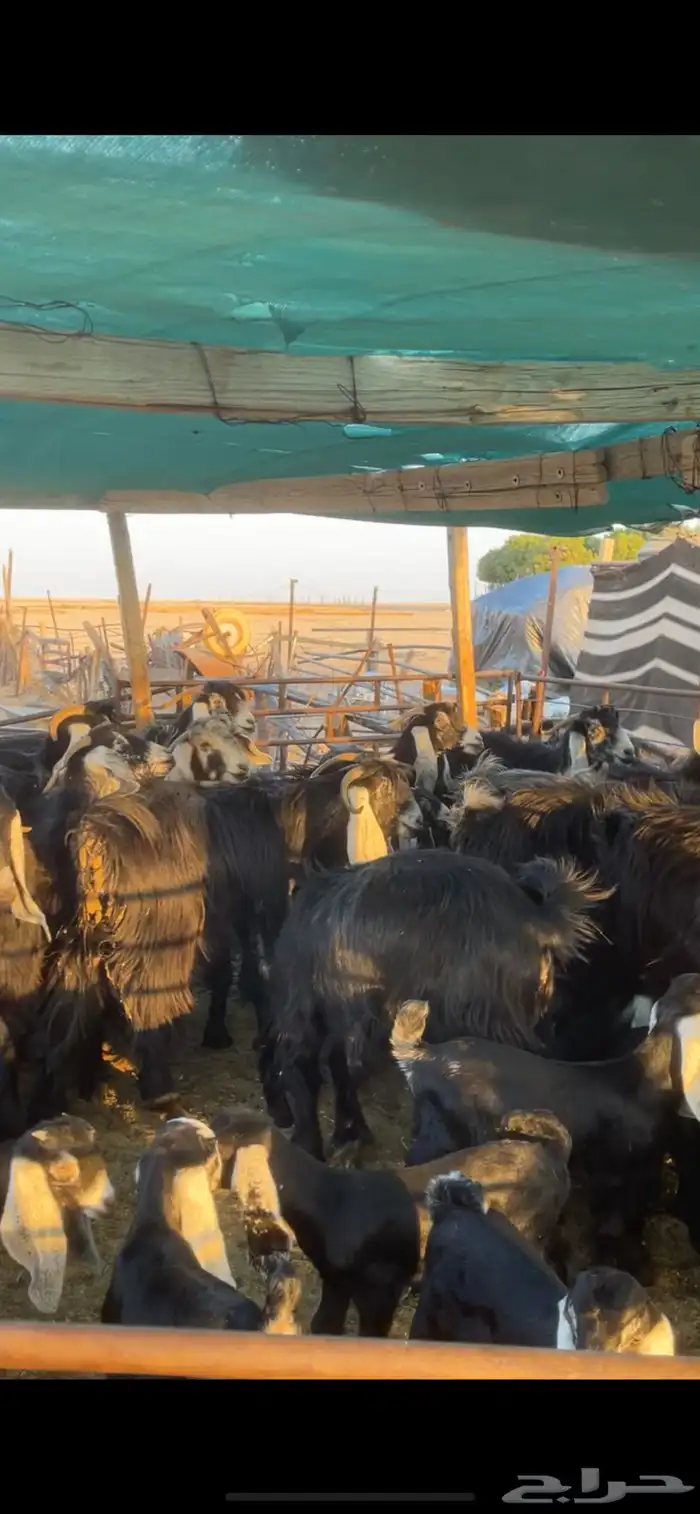 معزا عوارض مواليد رغايث بفحلها 0