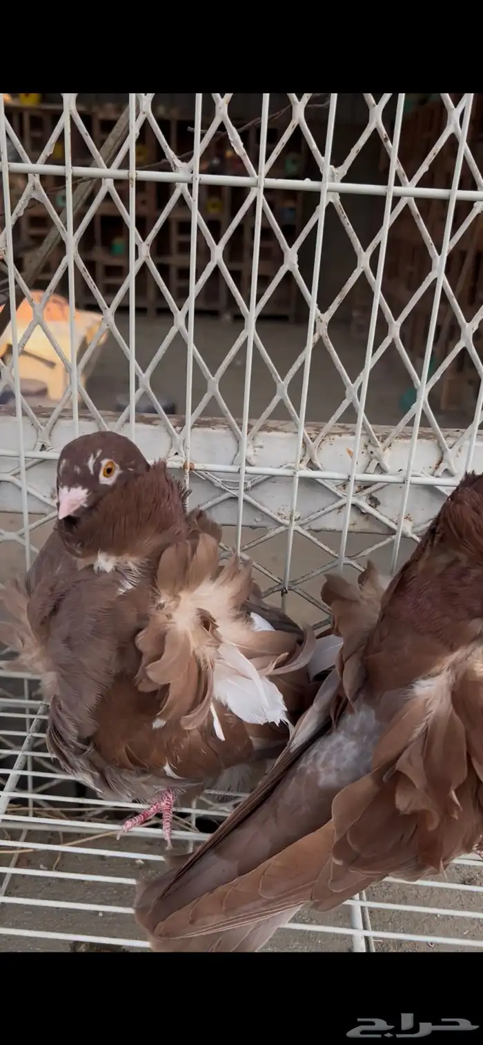 حمام كشكشي مميز للبيع في جدة 14