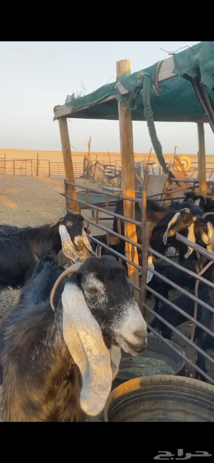 معزا عوارض مواليد رغايث بفحلها 9