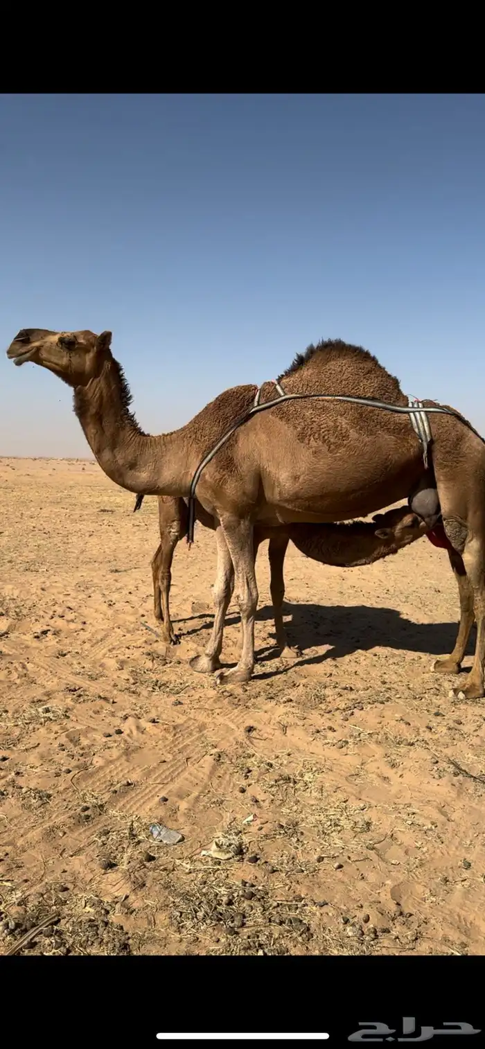 عشرا للبيع 0