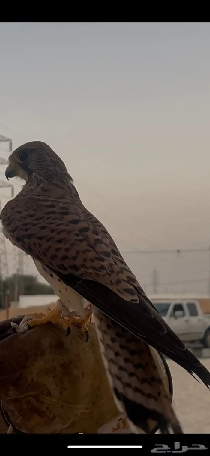 مصقر ومدهل جاهز 1