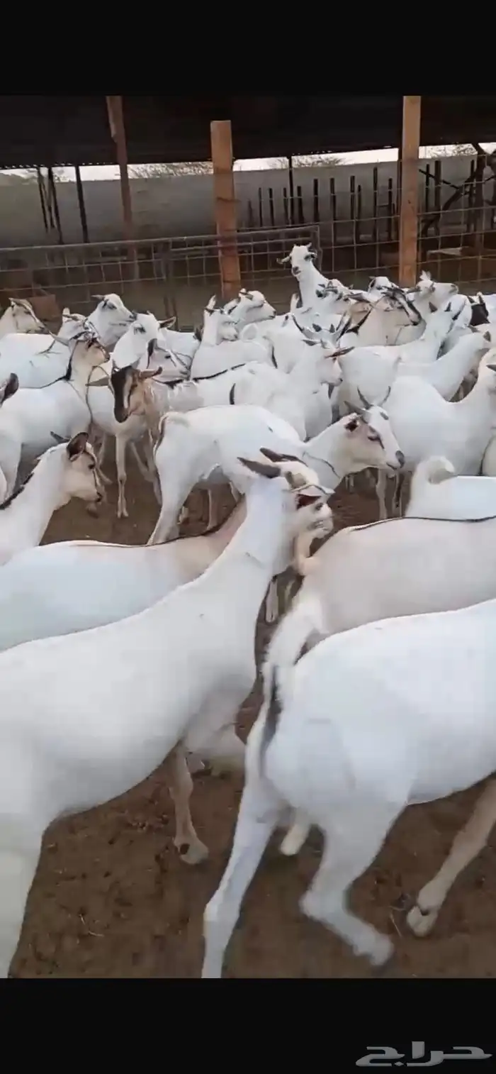 ابو علاء لجميع انواع الذبايح ذبح مع التوصيل 1