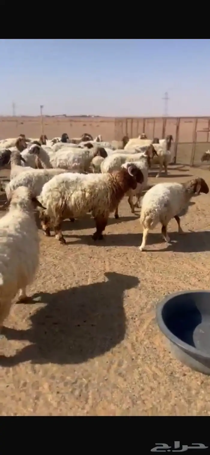 غنم نعيم مراح 1