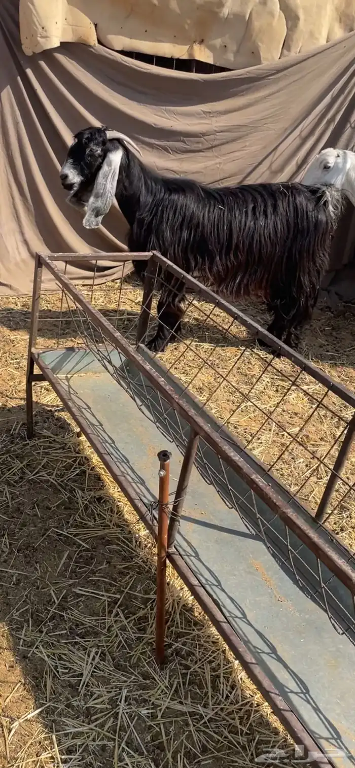 ماعز مضاريع 1