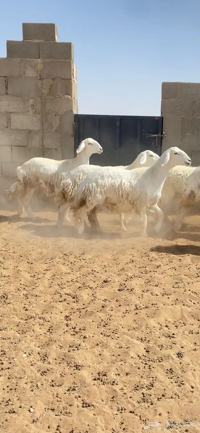 رخال حريات حرش خوات بعض 20 راس دفيع( تم البيع ) 8
